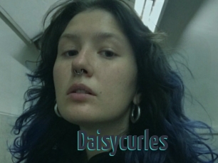 Daisycurles